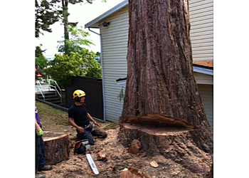 Coquitlam tree service Joca Tree Care