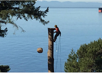 Coquitlam tree service Joca Tree Care