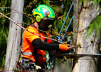 Chilliwack tree service Joe Skillen Tree Services Ltd.