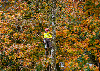 Joe Skillen Tree Services Ltd. Chilliwack tree service Joe Skillen Tree Services Ltd.