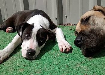 Halifax Salons de Toilettage Pour Animaux De Compagnie Jollytails