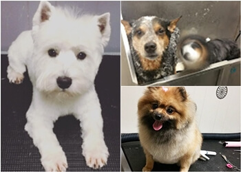 Halifax Salons de Toilettage Pour Animaux De Compagnie Jollytails