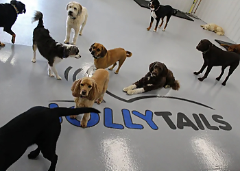 Halifax dog trainer Jollytails Inc.