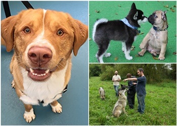 Halifax dog trainer Jollytails Inc.