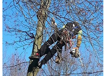 Blainville tree service Jolysarbres Inc. Blainville