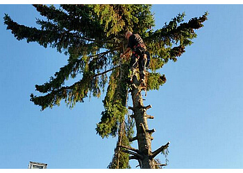Brampton tree service Joshua Tree Contract Services
