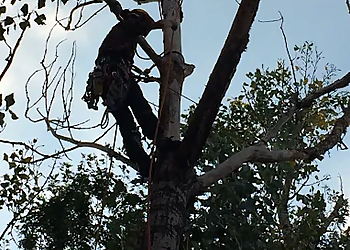 Joshua Tree Service - Brampton, ON Services d'arboriculteur - Tree Trimming Image