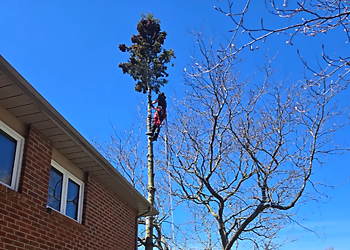 Journey Stump services - Whitby, ON Tree Services - Service Image
