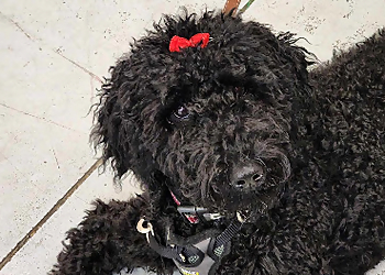 Joëlle Hamelin - Brossard, QC Dresseurs De Chiens