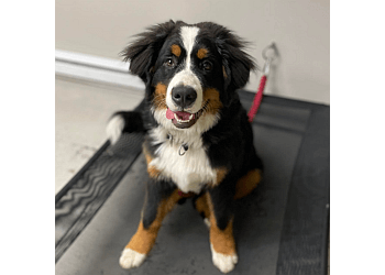 Granby Dresseurs De Chiens Joëlle Hamelin