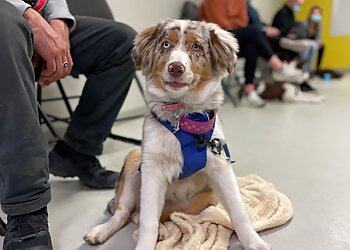 Longueuil dog trainer Joëlle Hamelin, intervenante en comportement canin