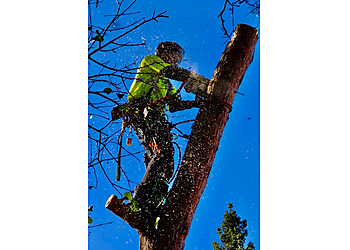 Stratford tree service Jp Tree