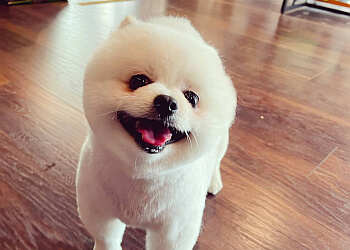 Burnaby pet grooming Juicy Pet Grooming & Design