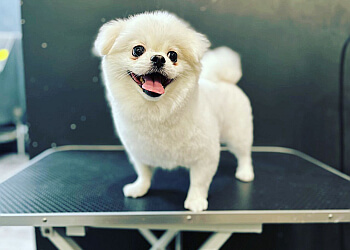 Burnaby pet grooming Juicy Pet Grooming & Design