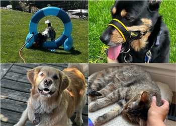 London dog walker Julspops Dog Walking & Pet-House Sitting Services