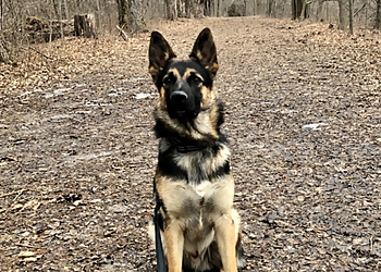 Just Four Paws - Belleville, ON Dog Walkers - Service Highlights