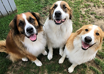 Just Four Paws - Belleville, ON Dog Walkers - Business Gallery Image