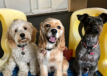 Markham dog trainer Just Fur Fun Dog Daycare