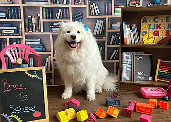 Markham dog trainer Just Fur Fun Dog Daycare