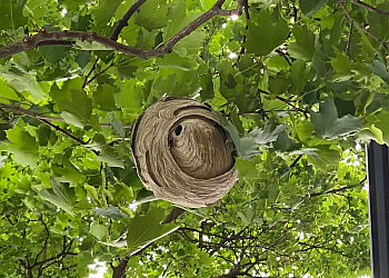 Niagara Falls pest control Just Pests