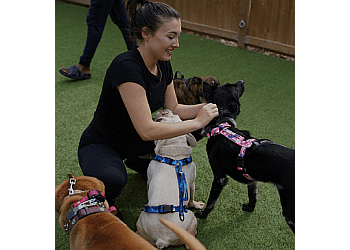 Toronto Dresseurs De Chiens K9 Academy