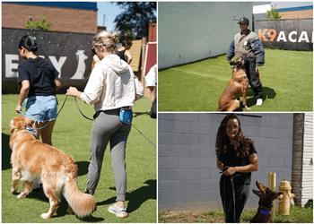 Toronto Dresseurs De Chiens K9 Academy