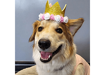 St Albert Dresseurs De Chiens K9 Awareness