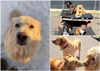 St Albert Dresseurs De Chiens K9 Awareness