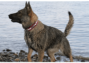 Burnaby dog trainer K-9 Best Behaviour Dog Training