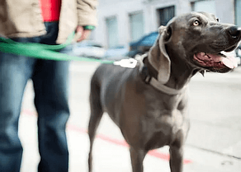 Kelowna Dresseurs De Chiens K9 Connection Pet Dog Training