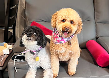 Kamloops pet grooming K'9 Designz Grooming Salon