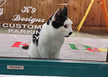 Kamloops pet grooming K'9 Designz Grooming Salon