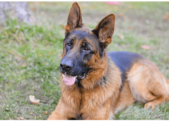 Orillia dog trainer K9 Focus Dog Training