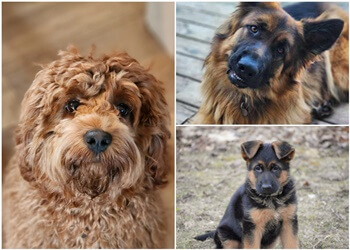 Orillia dog trainer K9 Focus Dog Training