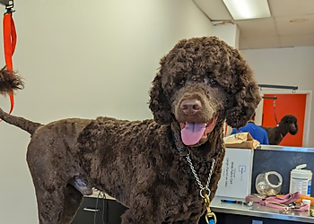 K9 Pet Spa - Waterloo, ON Salons de Toilettage Pour Animaux De Compagnie - Field Work Image