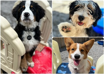 Stouffville dog trainer K9's in Kahoots