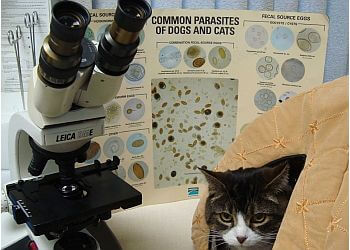 Kingston veterinary clinic Kingston Veterinary Clinic