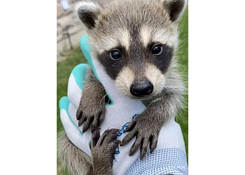 Markham animal removal Kungfu Raccoon