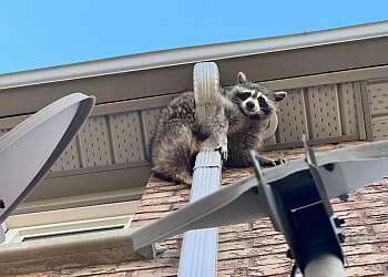 Markham animal removal Kungfu Raccoon