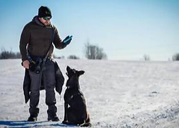 Saint Jean sur Richelieu Dresseurs De Chiens Kala, Canine and Equine Services Inc.