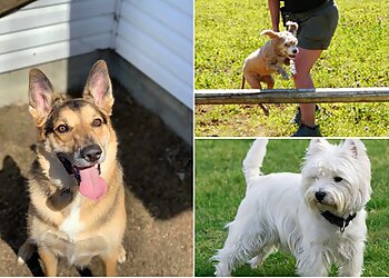 Saint Jean sur Richelieu Dresseurs De Chiens Kala, Canine and Equine Services Inc.