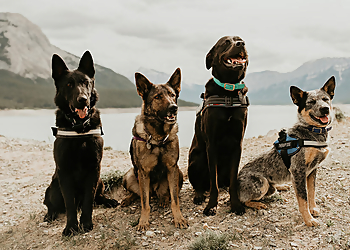 Karing Holmes - Red Deer, AB Dog Trainers - Dog Image