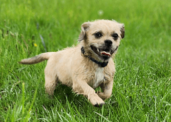 Oshawa dog walker Kay9 Stroll Patrol