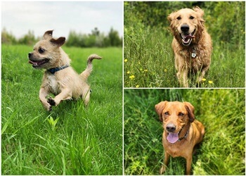 Oshawa dog walker Kay9 Stroll Patrol