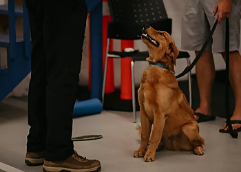 Kean's K9 Kean's K9 - North Bay, ON Dog Trainers - Dog Training Image