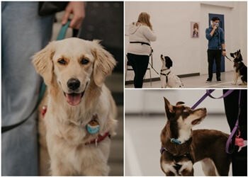 North Bay dog trainer Kean's K9