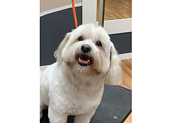 Kelowna pet grooming Kelowna Paw Spa