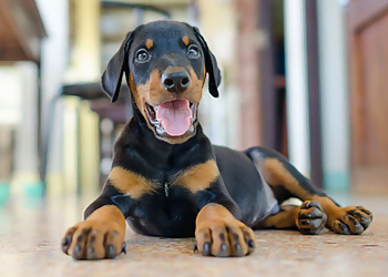 Surrey veterinary clinic Kennedy Heights Animal & Bird Hospital