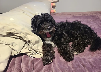 Markham veterinary clinic Kim Pet Hospital