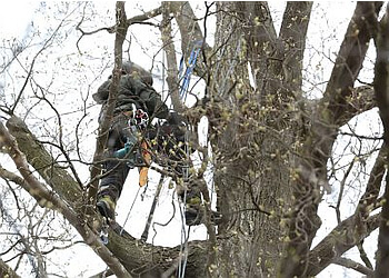 Cambridge Services d'arboriculteur King Tree Service
